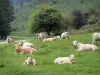 Paesaggi del Paese basco - Vacche di riposo in un prato lungo la strada