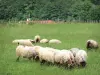 Paesaggi del Paese basco - Pecore al pascolo in un prato