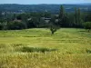 Paesaggi del Périgord - Campo di grano, alberi, case e boschi