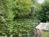 Paesaggi della Piccardia - Pond punteggiata da ninfee e circondato da alberi