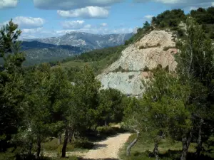 Paesaggi della Provenza - Boschi di pini e montagne