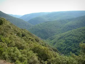 Paesaggi della Provenza - Colline ricoperte di foreste