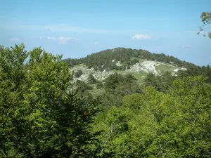 Paesaggi della Provenza - Alberi e collina