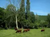 Paesaggi del Quercy - Le mucche in un pascolo e alberi
