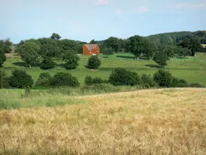 Paesaggi della Sarthe - Campo di grano in primo piano e la casa circondata da alberi e prati
