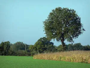 Paesaggi della Vienne - Alberi, campi di grano e di erba verde