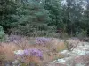 Paimpont forest - Trees and vegetation