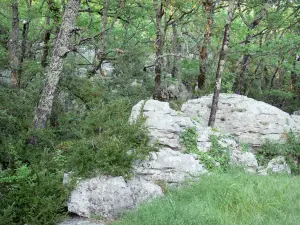 Païolive wood - Trees and limestone rocks