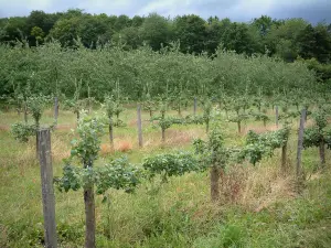 País de Othe - Huerta y filas de manzanos (árboles frutales) con las manzanas, los árboles en un bosque en el fondo