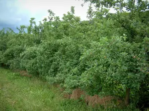 País de Othe - Apple (árboles frutales) en un huerto de manzanas