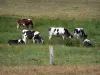 Paisagens da Normandia - Vacas normandas em um prado