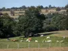 Paisagens da Normandia - Vacas em um prado, árvores e pastagens