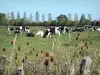Paisagens da Normandia - Parque Natural Regional dos pântanos Cotentin: flores silvestres em primeiro plano, vacas normandas em um prado e árvores