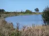 Paisagens da Normandia - Cotentin Marsh Regional Nature Park: lago cercado por vegetação, grama alta e gramíneas