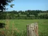 Paisagens da Normandia - Orelhas e cerca de Prado em primeiro plano, campos e árvores