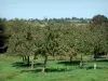 Paisagens da Normandia - Macieiras (árvores frutíferas) em um prado