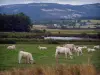 Paisagens do Loire - Charolês vacas em um prado, lagoa, árvores e casas da planície de Forez, montanhas de Forez no fundo