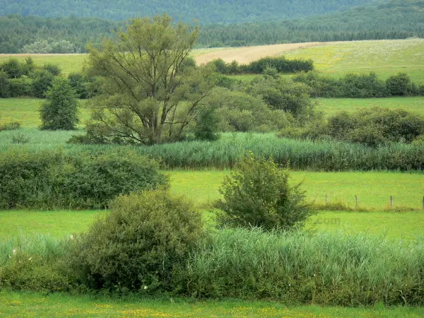 Paisajes de Alto Marne - Prados con flores, vegetación, árboles y el bosque