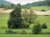 Paisajes de Alto Marne - Los árboles rodeado de prados