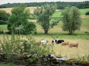 Paisajes de Alto Marne - Stonewall en el primer plano, las vacas en un prado, y los árboles