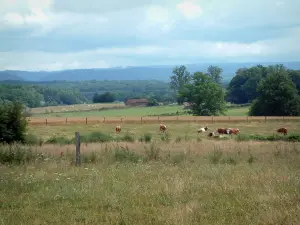 Paisajes de Alto Saona - La hierba, las vacas en un prado, los bosques y árboles en el fondo