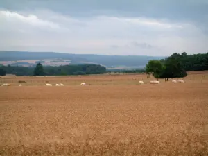 Paisajes de Alto Saona - Campo de maíz, vacas, pastos y bosques