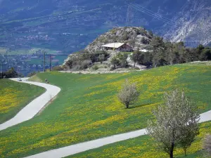 Paisajes de Altos Alpes - Carretera llena de prados con flores