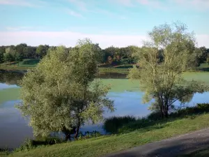 Paisajes de Anjou - Valle del Loira: árboles a la orilla del agua