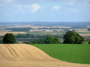 Paisajes de Ardenas - La sucesión de campos intercalados con árboles