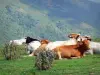 Paisajes de Ariège - Las vacas en pastos de montaña (pastos de montaña) en el Parque Natural Regional de los Pirineos de Ariège