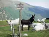 Paisajes de Ariège - Panel de Senderismo que indica la dirección del coronel Rose y Girantes pico, burros y vacas en un prado, y las montañas de los Couserans de alta en el fondo, en el Parque Natural Regional de los Pirineos de Ariège