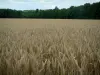 Paisajes del Aube - Orejas de campo de trigo con los bosques en el fondo