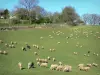 Paisajes de Aude - Rebaño de ovejas en un prado