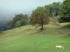 Paisajes de Aveyron - Vaca en un pasto de Aubrac