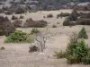 Paisajes de Aveyron - Larzac meseta, en el Parque Natural Regional de Causses: pastizales secos y salud