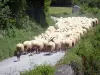 Paisajes de Béarn - Rebaño de ovejas en un camino