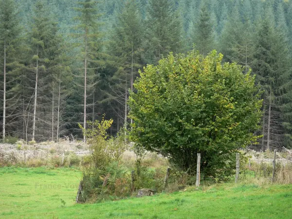 Paisajes del Borbonés - Montaña Bourbonnais: pradera, árboles y el bosque