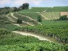 Paisajes de Borgoña - Viñedos de Pouilly