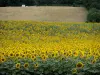 Paisajes de Borgoña - Campo de girasoles y pastizales