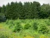 Paisajes de Borgoña - Wildflower la plantación de árboles jóvenes y árboles de la selva en el Parque Natural Regional de Morvan