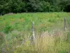 Paisajes de Borgoña - Cierre de flores de campo y el prado en el Parque Natural Regional de Morvan