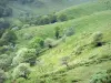 Paisajes de Cantal - Parque Natural Regional de los Volcanes de Auvernia: verdes laderas de montañas Cantal