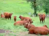 Paisajes de Cantal - Manada de vacas en un prado