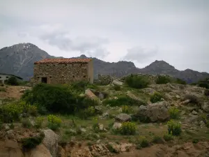 Paisajes de la Córcega interior - Pequeña casa de piedra (granero), flores silvestres, las montañas y la vegetación