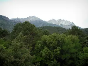Paisajes de la Córcega interior - Bosque y las montañas con crestas cortadas en el fondo