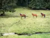 Paisajes de la Corrèze - Parque Regional de Millevaches en Limousin - Natural Millevaches meseta: Tres caballos en un prado junto a un arroyo