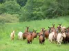 Paisajes de la Corrèze - Rebaño de cabras en un prado verde