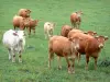 Paisajes de la Corrèze - Manada de vacas en un pasto