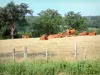 Paisajes de la Corrèze - Manada de vacas de Limousin en un pasto bordeada por árboles