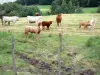 Paisajes de la Corrèze - Manada de vacas en un pasto